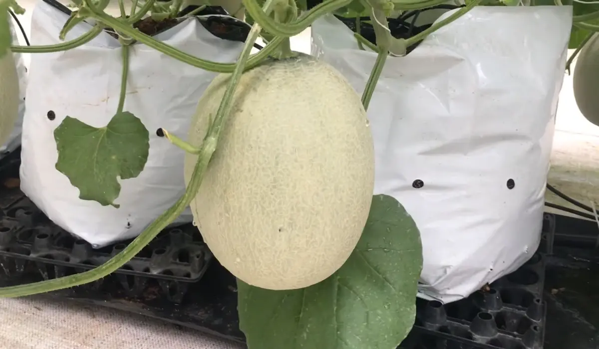 A Healthy muskmelon plant at a commercial facility 