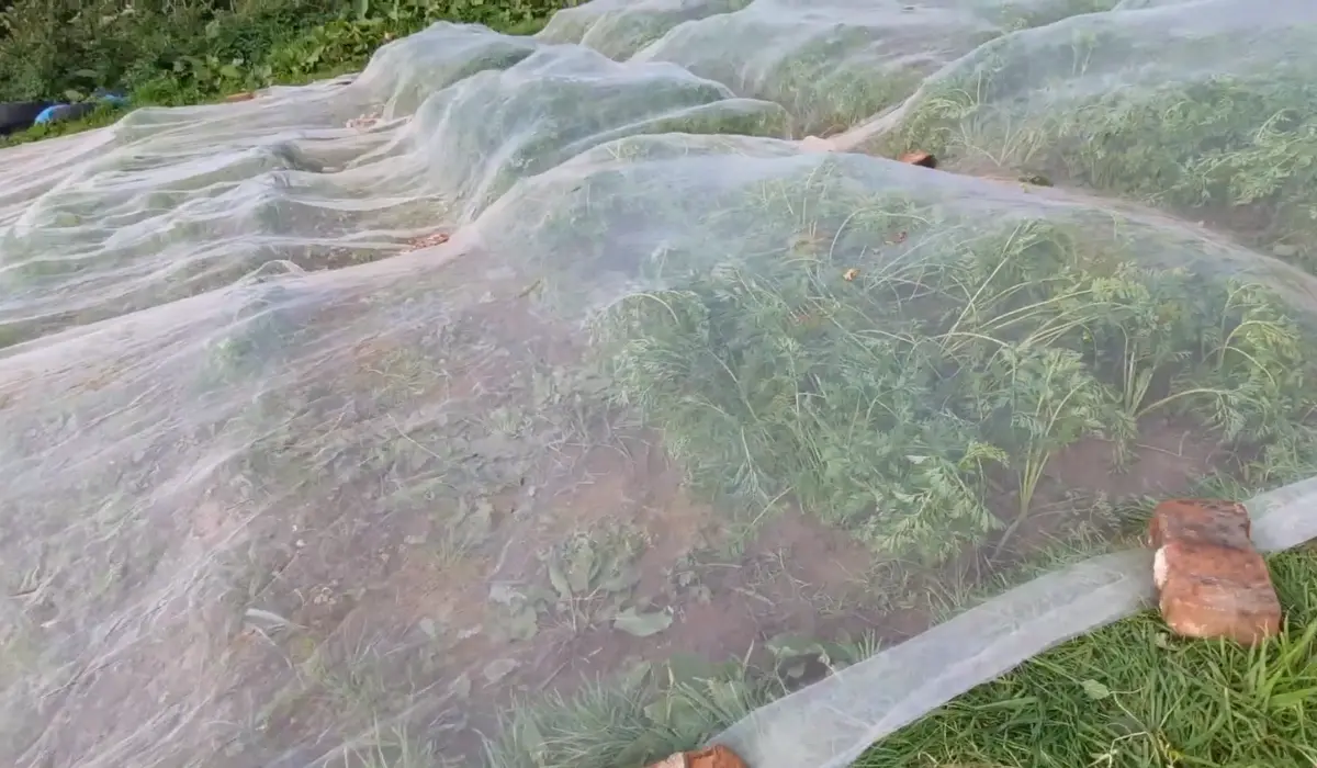 Carrot Plants Covered with Mesh Nets