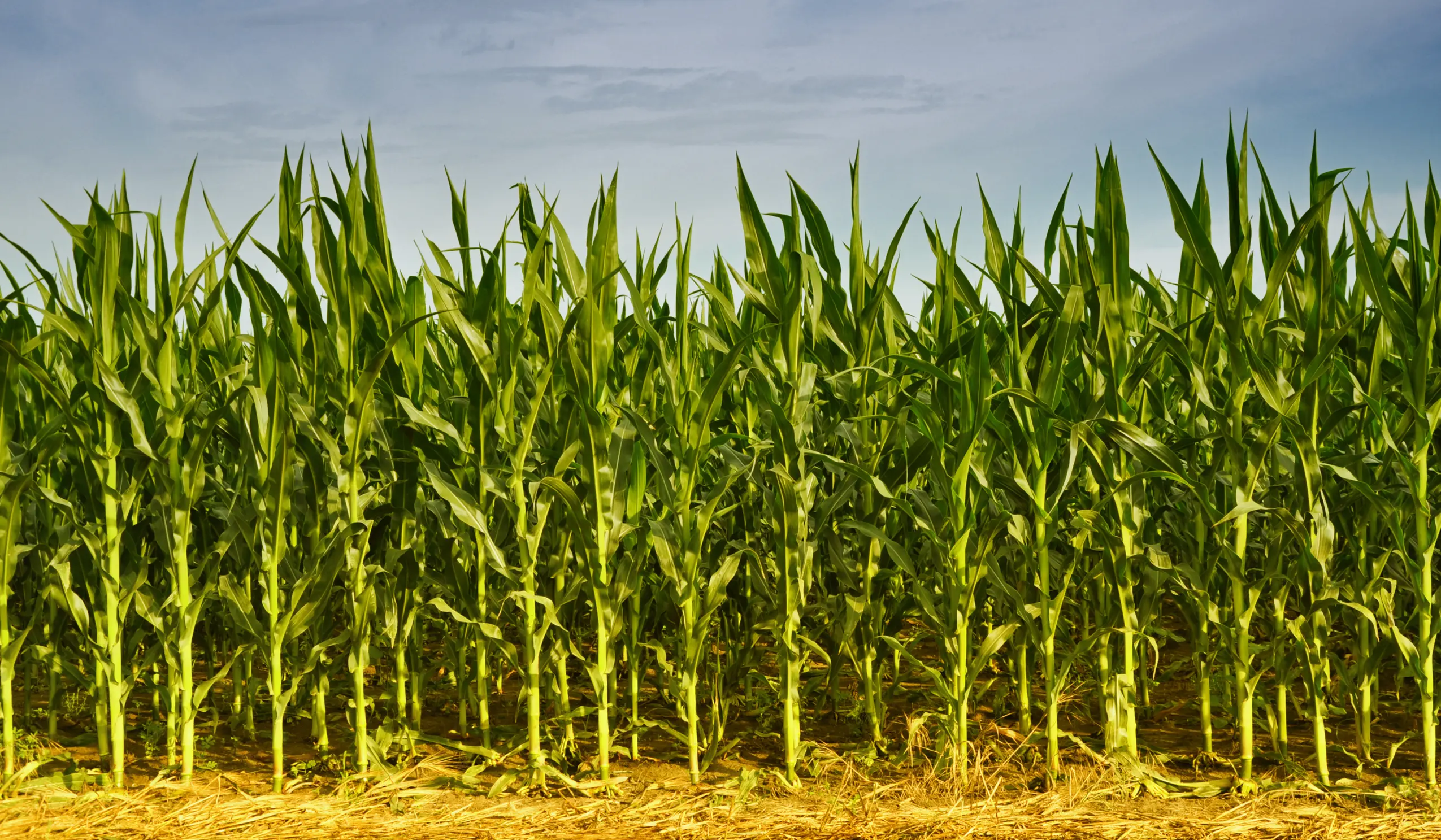 Corn Growers Debate 20-Inch Rows as Research Shows Gains