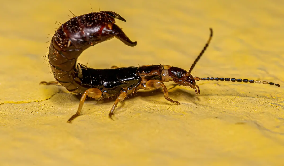Eco-Friendly Ways to Get Rid of Earwigs from Your Garden