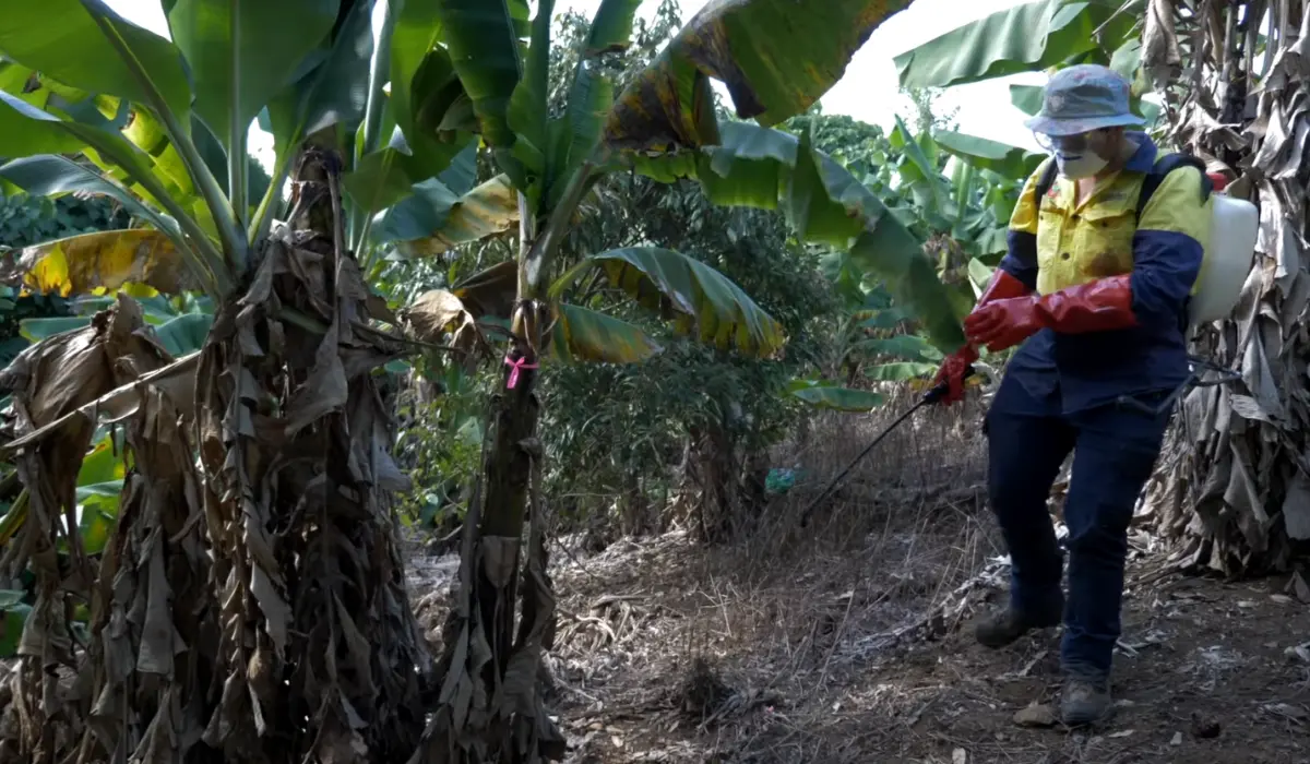 Farmer Spraying Infected Banana Plants