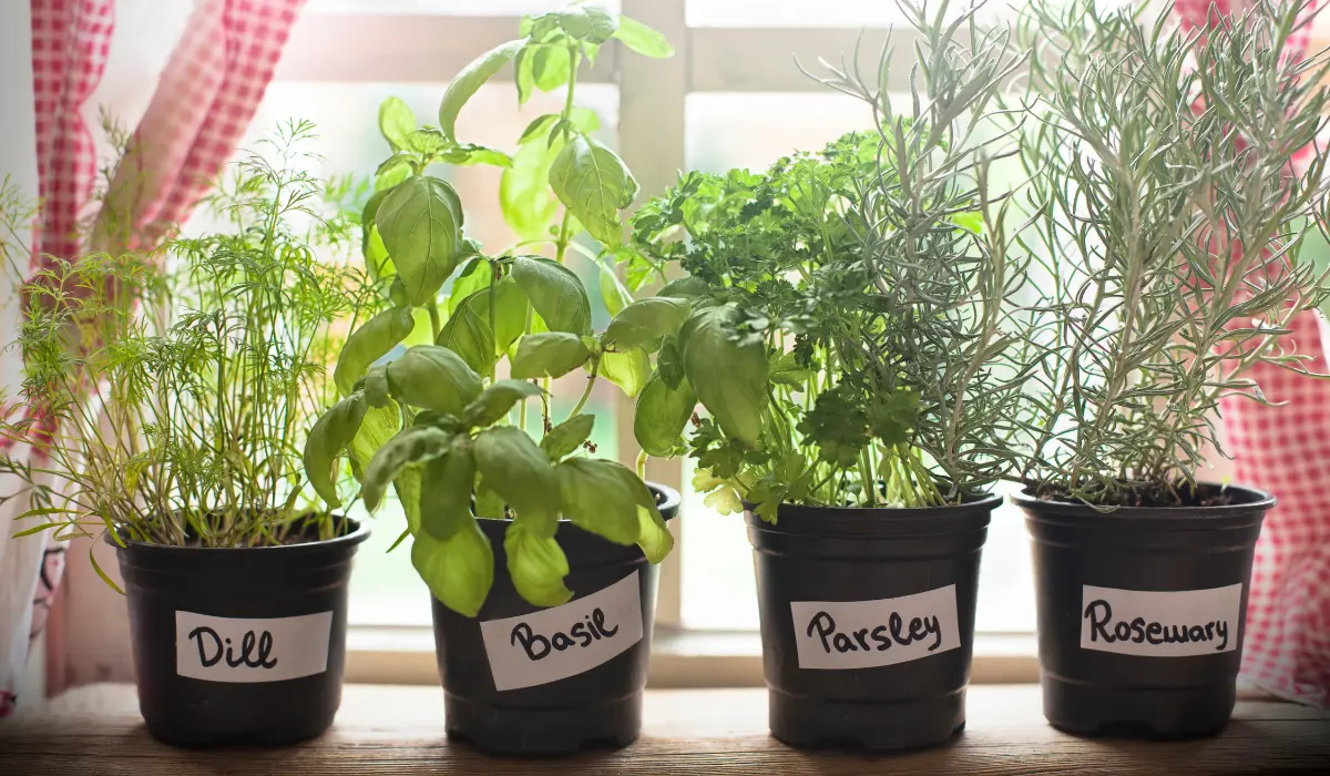 Grow These 10 Herbs to Naturally Protect Your Plants