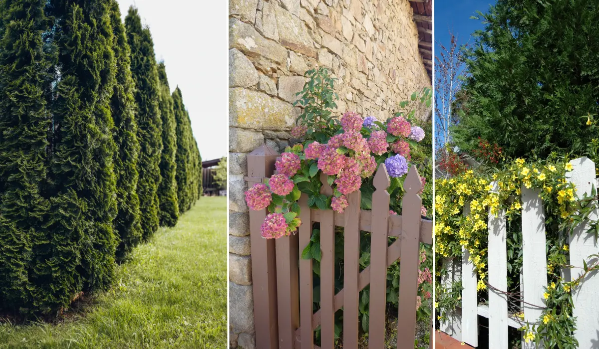 Grow These 5 Plants in Your Yard to Create Privacy