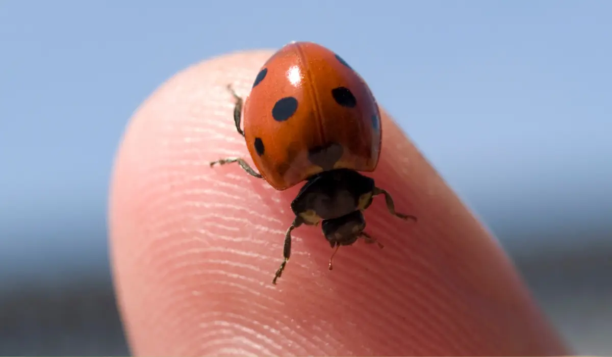 How To Naturally Attract Ladybugs in Your Garden to Fight Pests