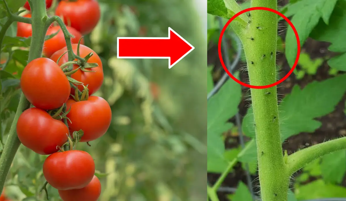 How to Get Rid of Tomato Black Flies