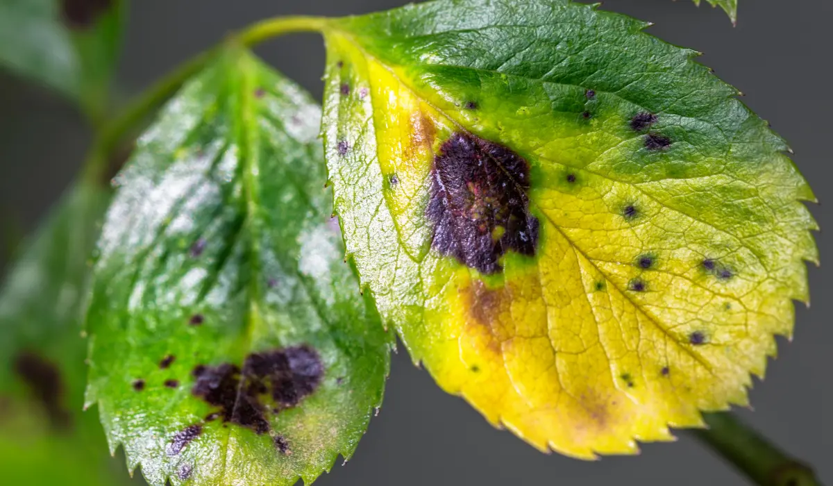 How to Identify and Fix Leaf Spot
