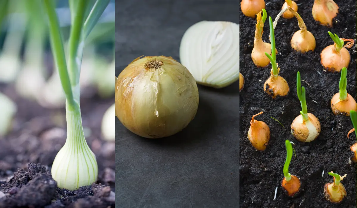 How to Plant, Grow, and Harvest Onions: A Step-by-Step Guide