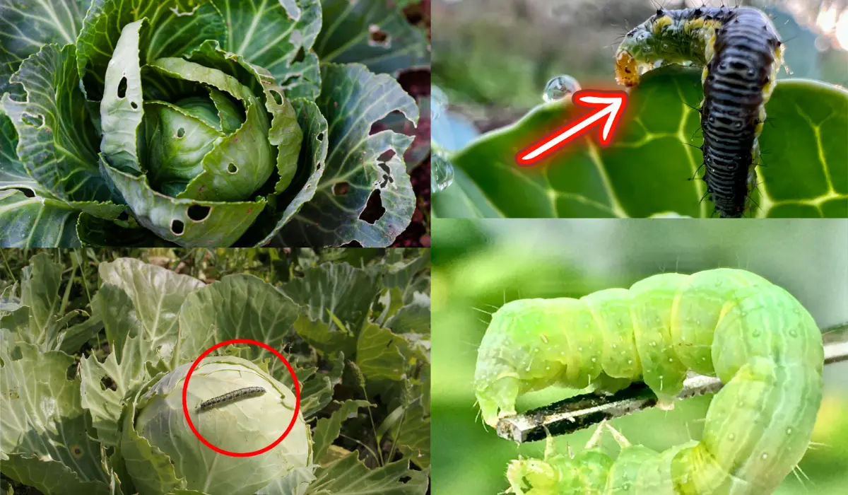 How to Prevent and Treat Cabbage Worm Infestation