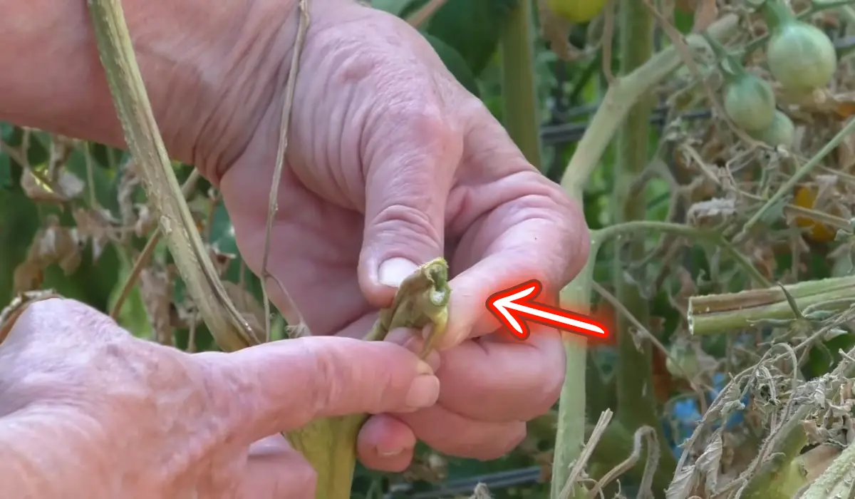 How to Treat Fusarium Wilt in Tomato Plants