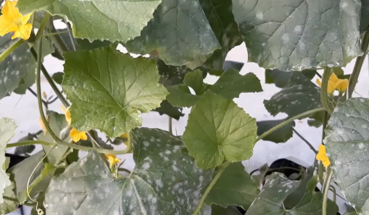 How to Treat Powdery Mildew in Muskmelon