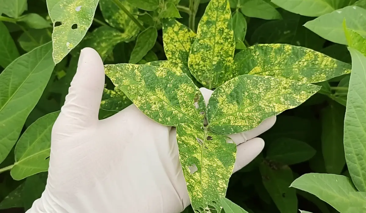 How to Treat Yellow Mosaic Virus in Soybeans