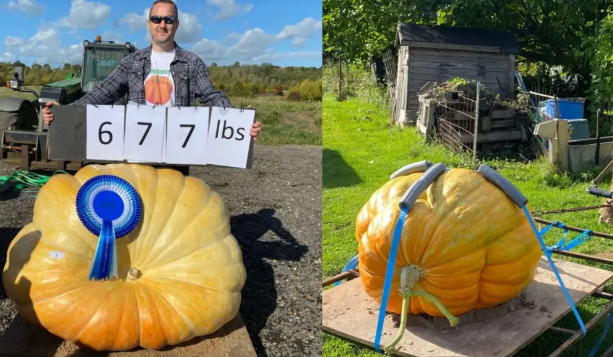 Man Diagnosed With Cancer Finds Strength and Solace in Growing 677 Pounds Giant Pumpkins