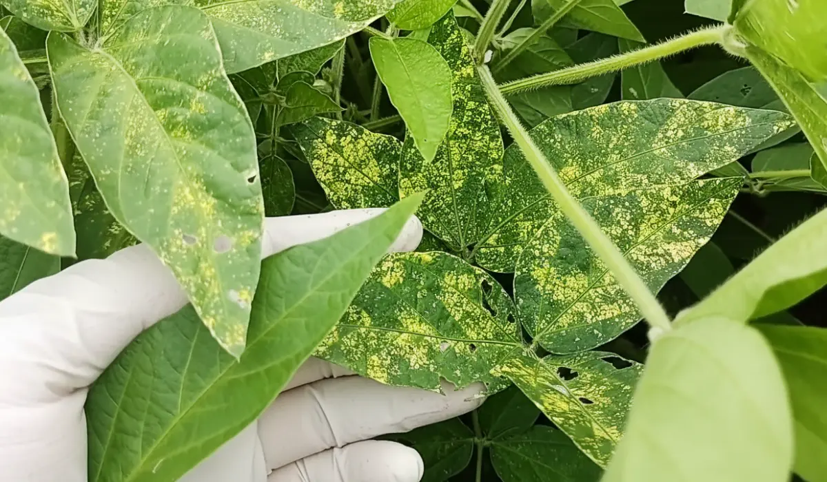Severe symptoms of YMV in soybean leaves 