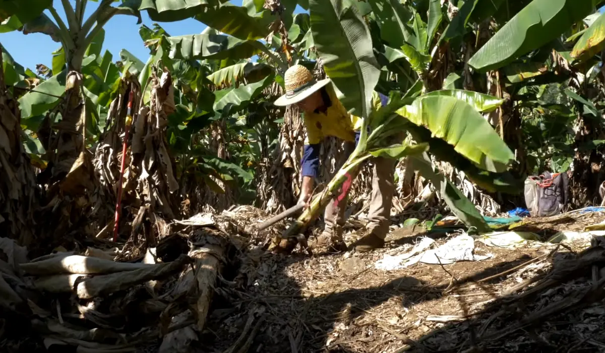 What Will Happen If We Ignore the Threat of Bunchy Top Virus