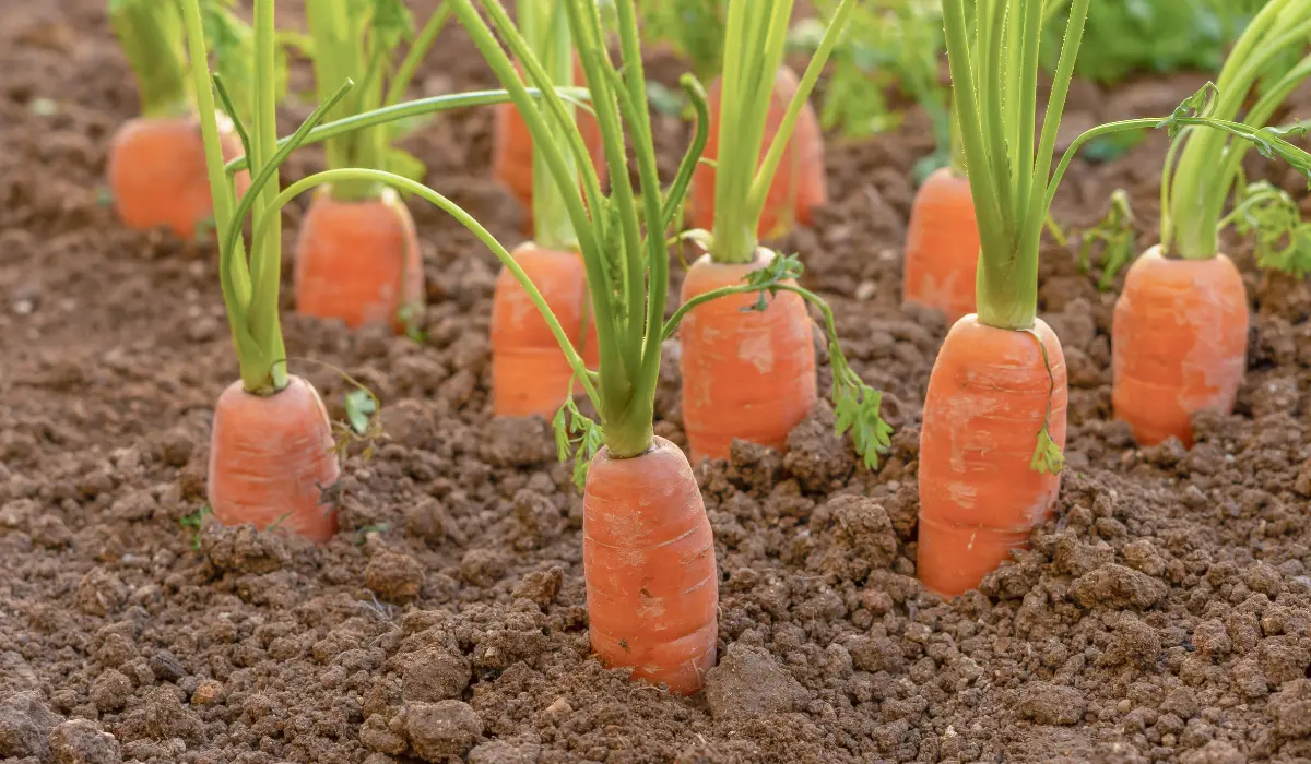 Why You Should Never Plant These 8 Vegetables Near Your Carrot Crop
