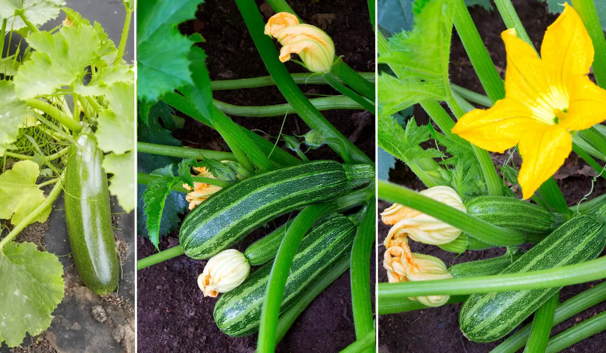 growing Zucchini