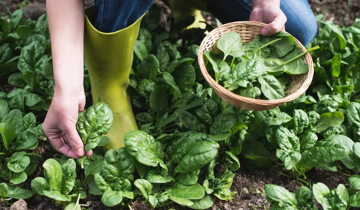 growing spinach