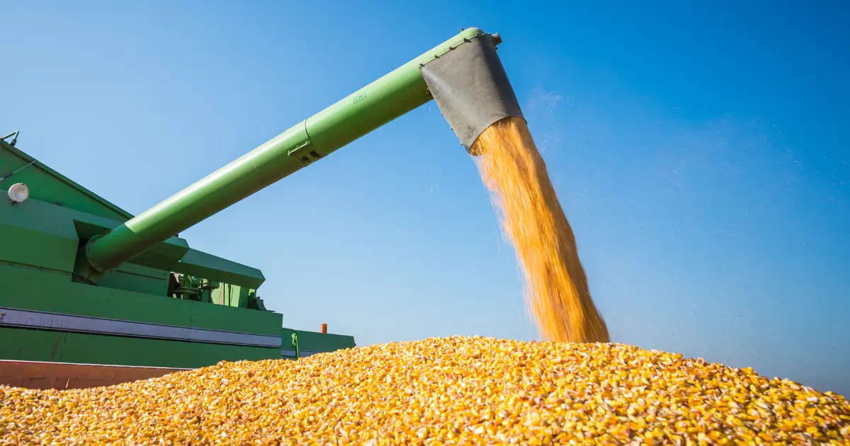 Corn Cash Markets Surprise as Harvest Begins
