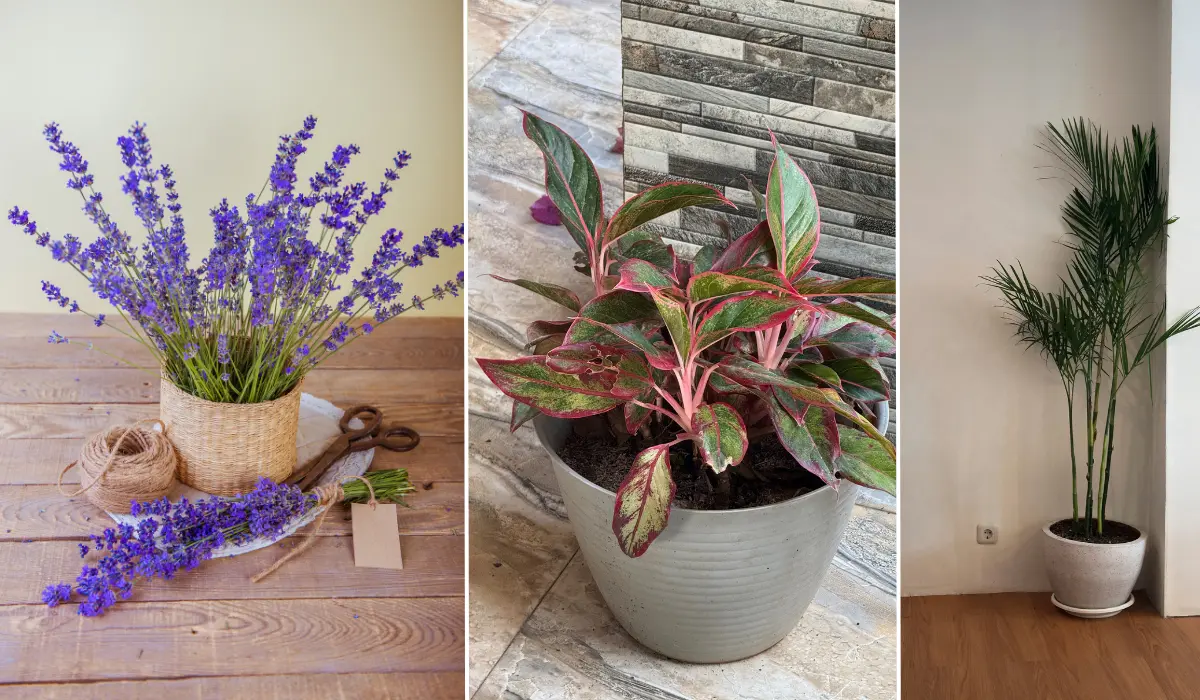 Flowering Perennials