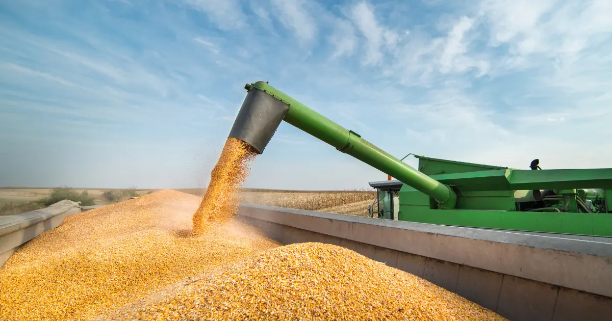 Grains Rally on China and Trade Aid News: Cattle Collapse