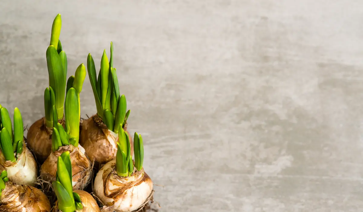How to Plant Daffodil Bulbs