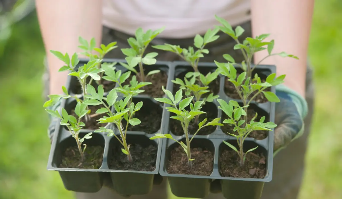 Starting Tomato Seedlings Indoors