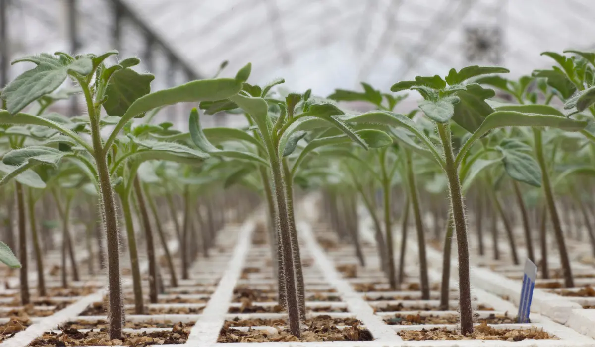 Tomato Seedlings Indoors