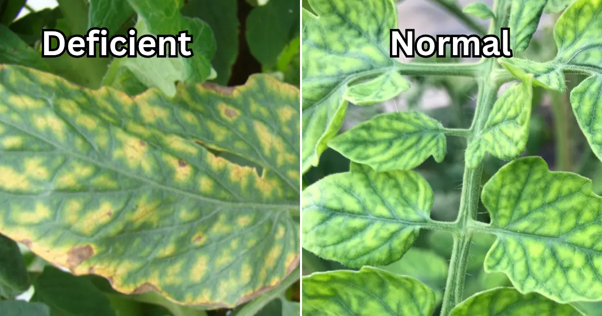Why Your Tomato Leaves Are Turning Yellow