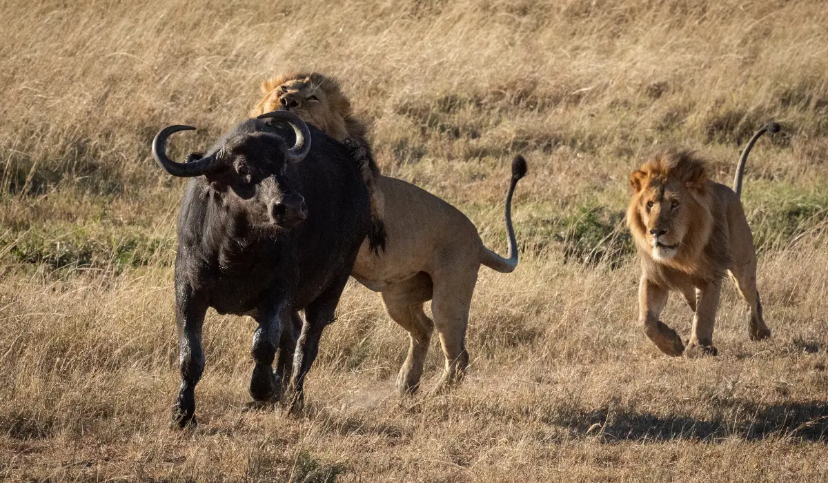 buffalo lion attack