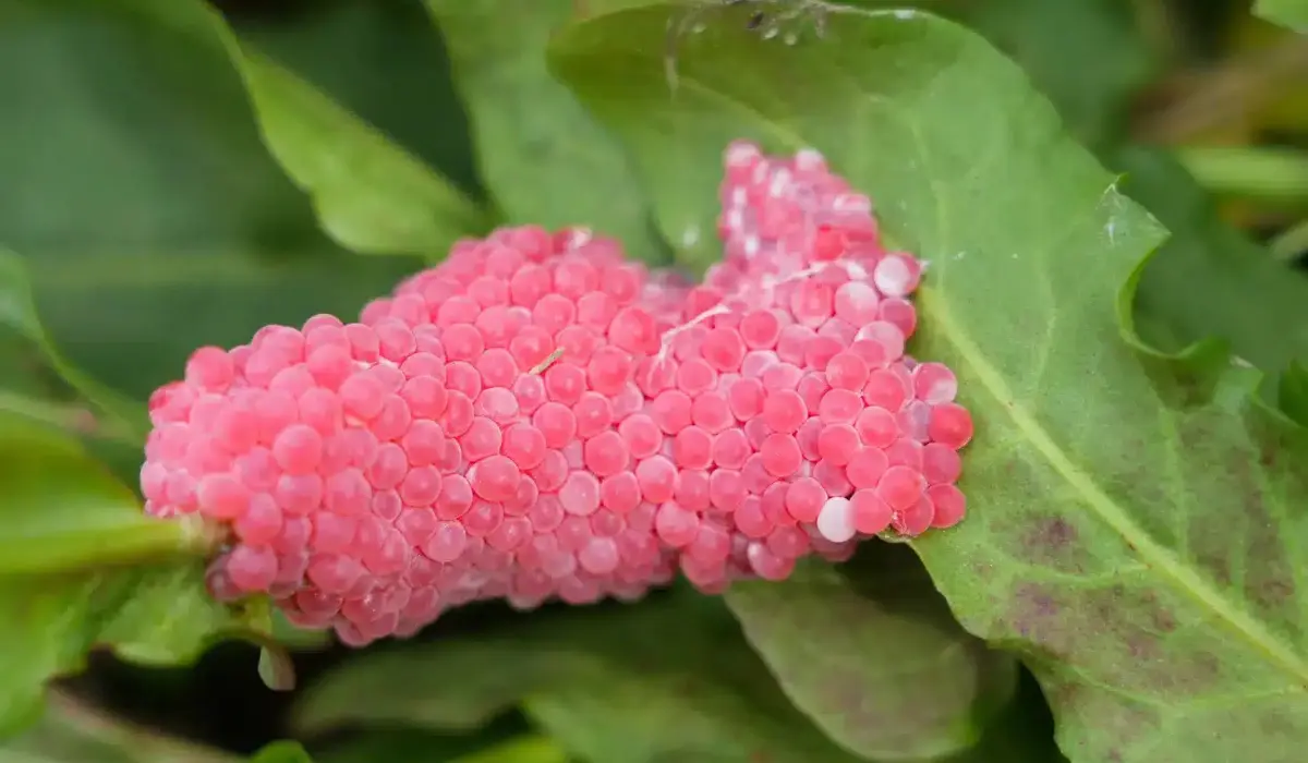 pink eggs in garden