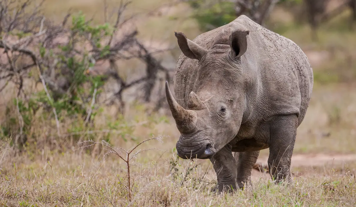 Rhino Attacking a Buffalo